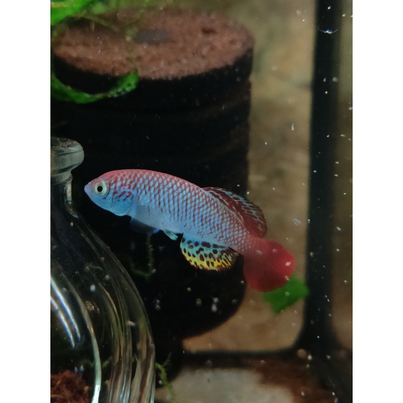 Notho. derhami Ahero KEN 19-16 40 eggs