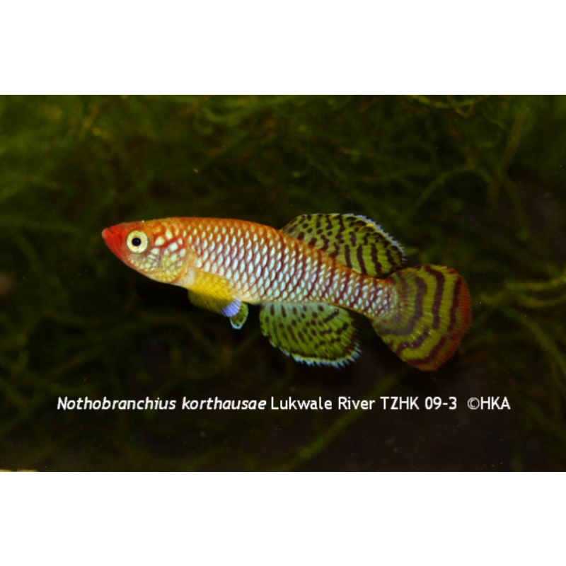 Notho. ruudwildekampi Lukwale River 40 eggs READY