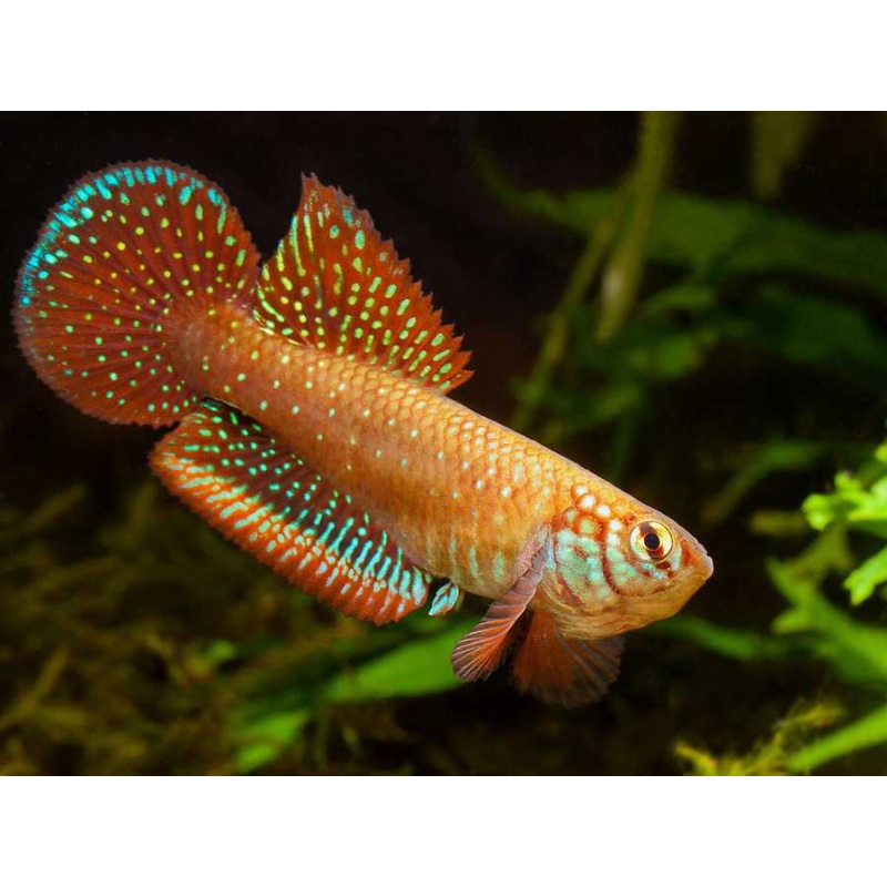 Nema. papilliferus "Inoa, BR-2013" 35 eggs READY