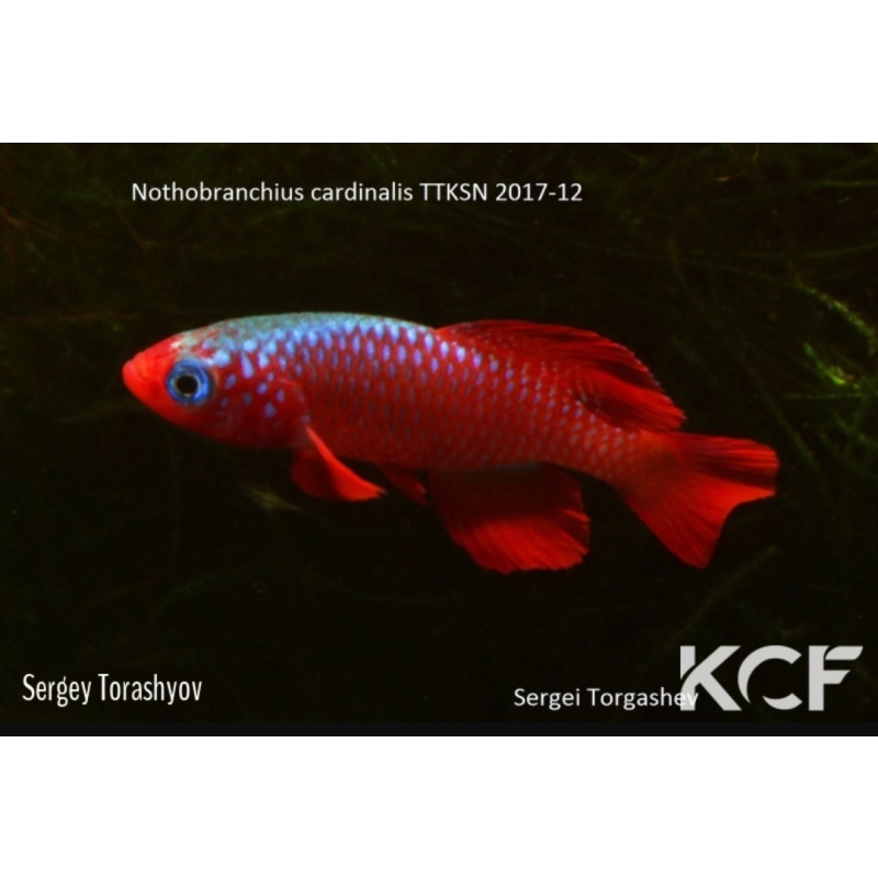Notho. Cardinalis TTKSN 17-12 40 eggs