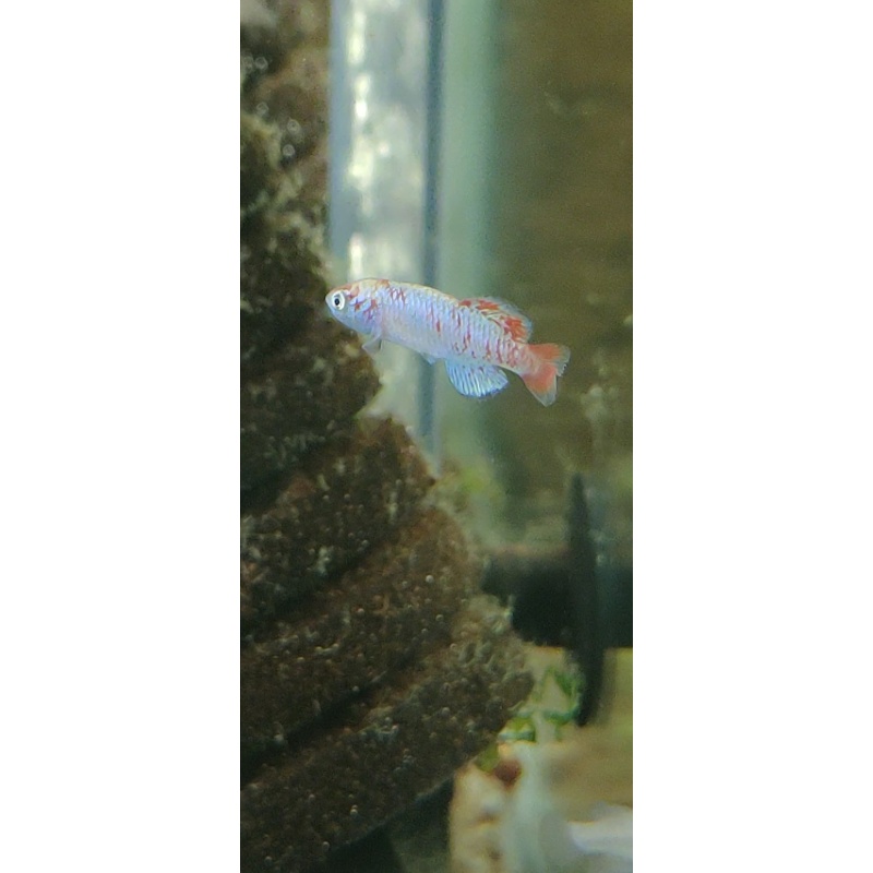 Notho. derhami Ahero KEN 19-16 40 eggs
