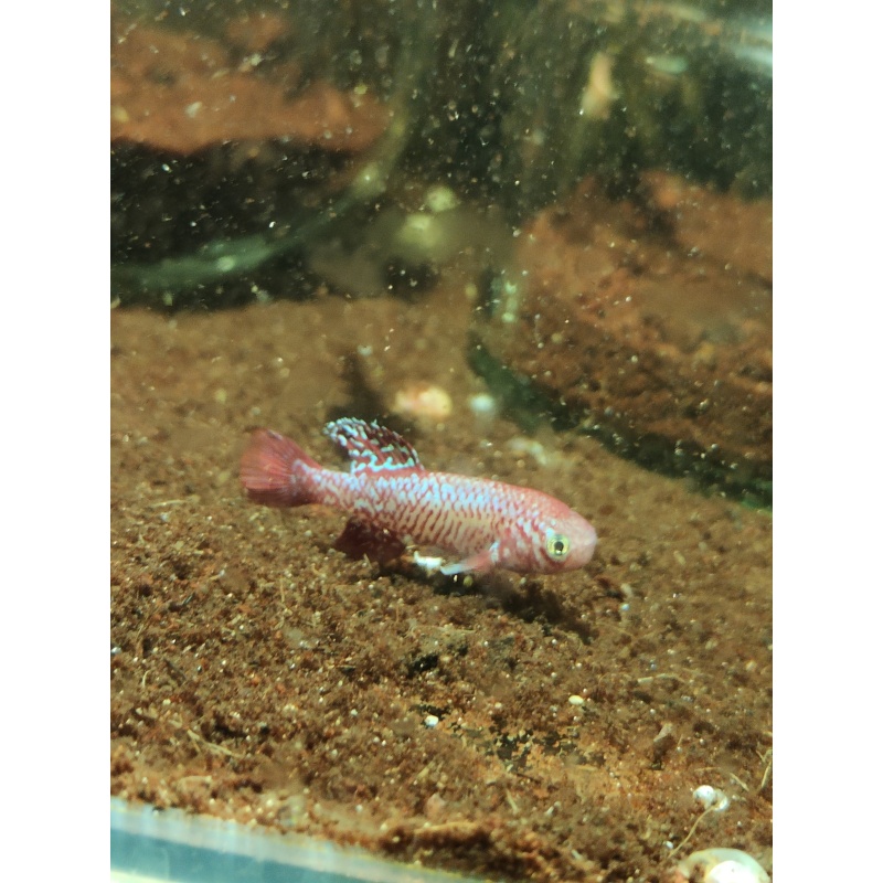 Notho. kadleci Save River MZCS 2008-108 40 eggs