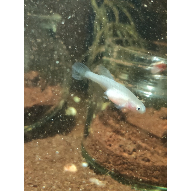Notho. kadleci Save River MZCS 2008-108 40 eggs