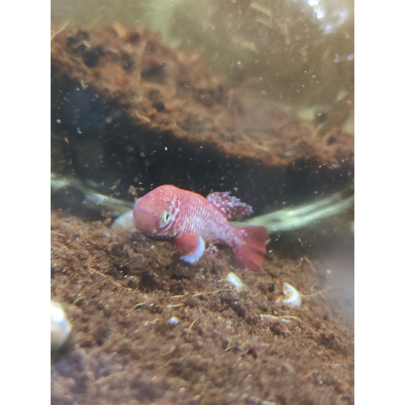 Notho. kadleci Save River MZCS 2008-108 40 eggs