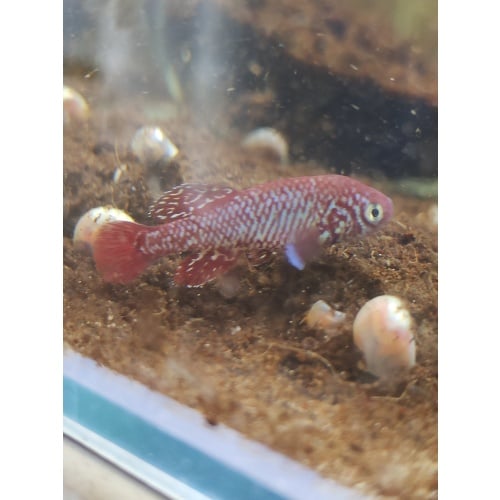 Notho. kadleci Save River MZCS 2008-108 40 eggs