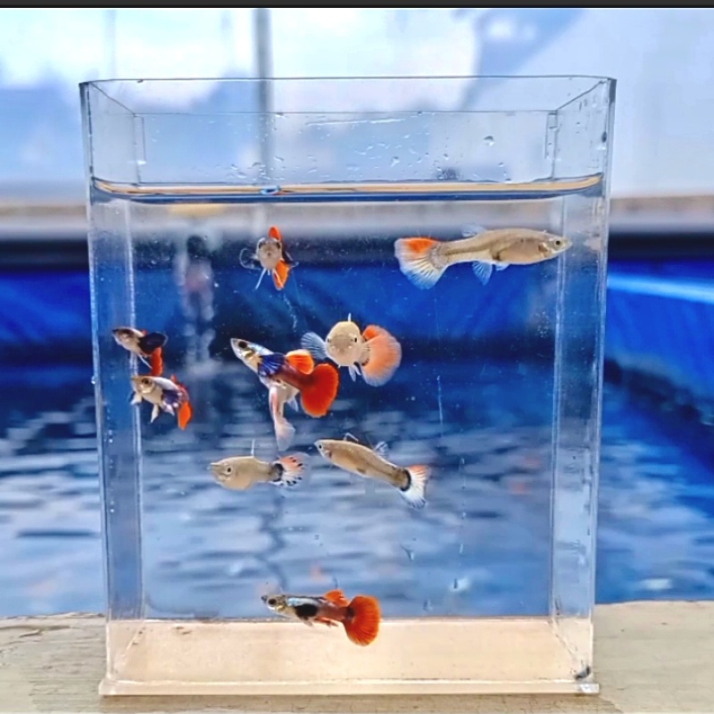 Red Platinum Dumbo Ear Guppy Pair
