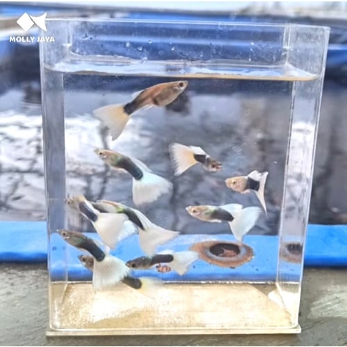 HB White Guppy Breeder Pack - 5 Pairs
