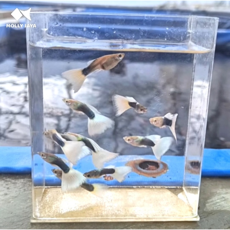 HB White Guppy Breeder Pack - 5 Pairs