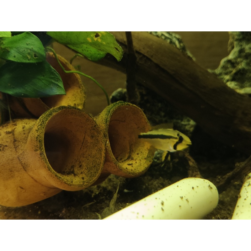 Apistogramma cacatuoide