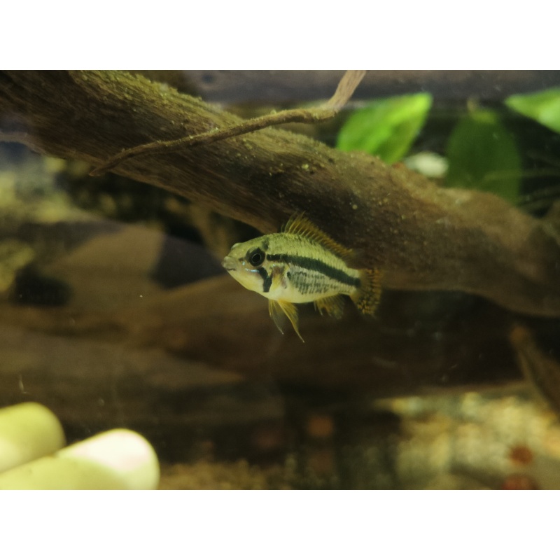 Apistogramma cacatuoide