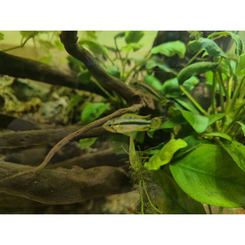 Apistogramma cacatuoide