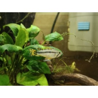 Apistogramma cacatuoide