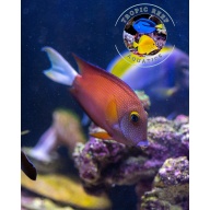 White tail tang