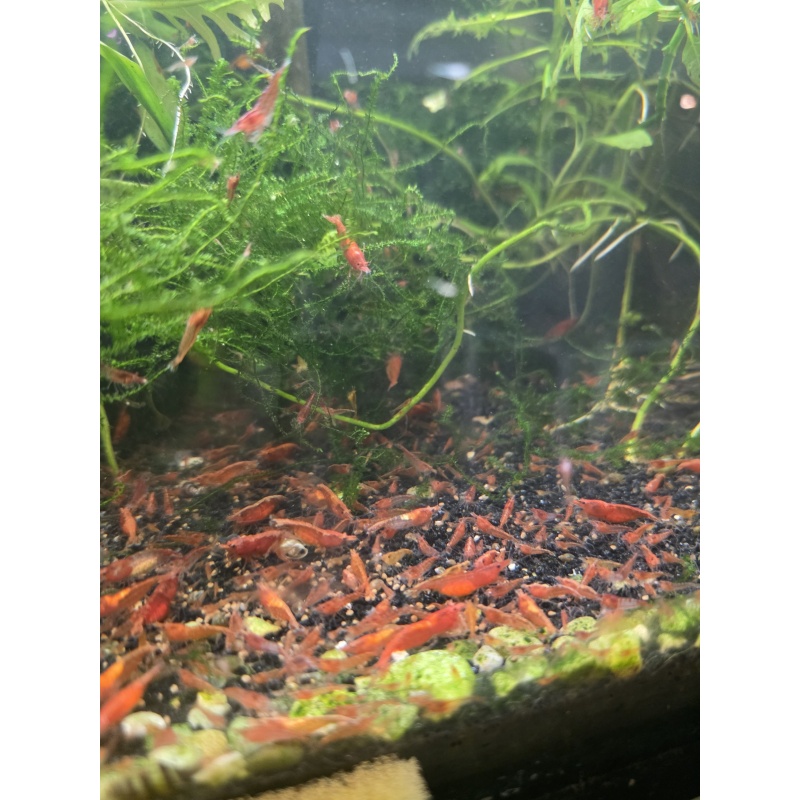 40+ Red Cherry Shrimp Neocaridina Free 2 day Shipping