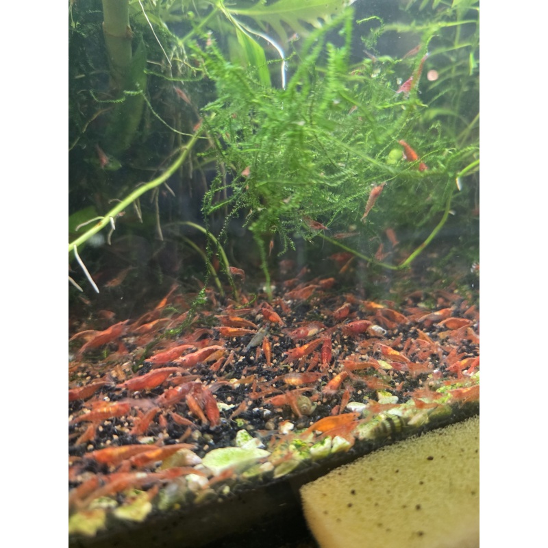 40+ Red Cherry Shrimp Neocaridina Free 2 day Shipping