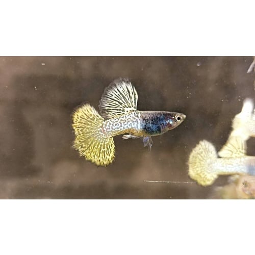 Iron dragon big dorsal trio