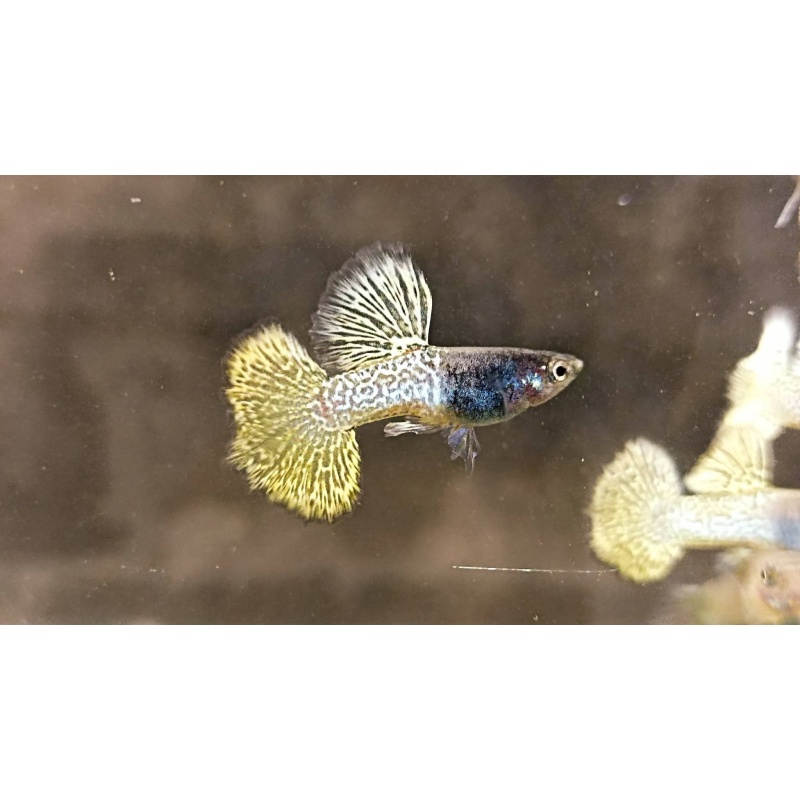Iron dragon big dorsal trio