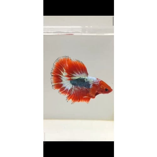 FCCP Halfmoon Betta Fish – Auction / Buy It Now