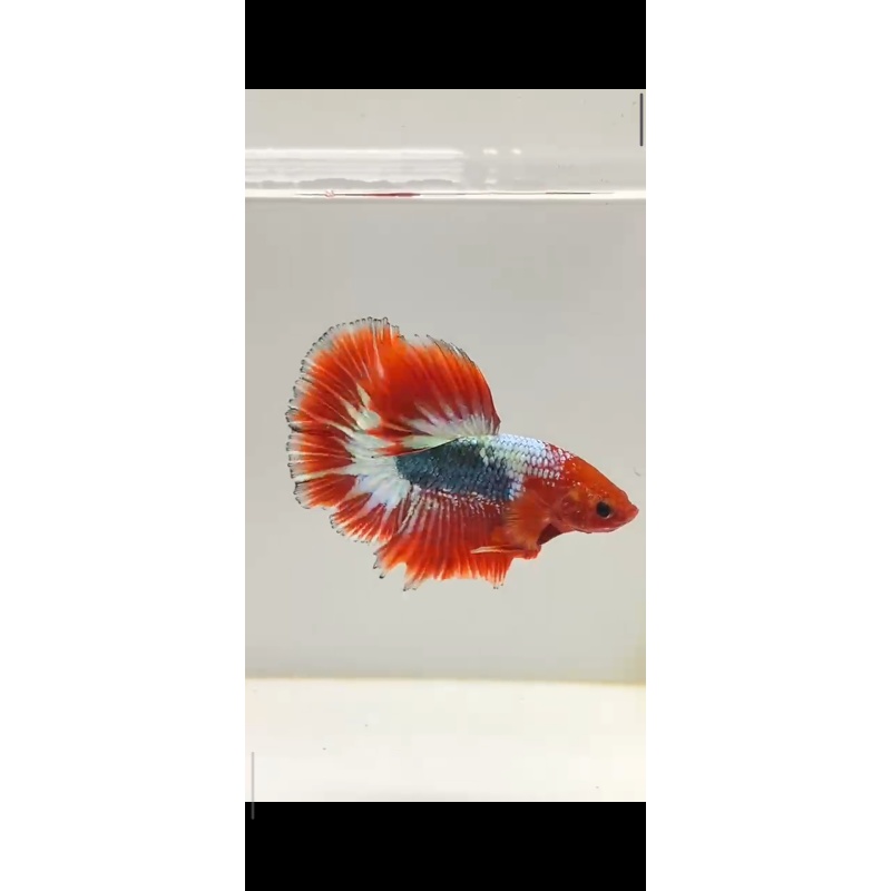 FCCP Halfmoon Betta Fish – Auction / Buy It Now
