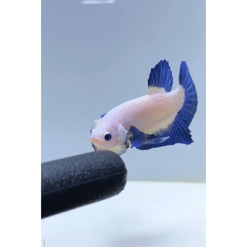 Blue Rim Plakat Betta Fish – Auction / Buy It Now