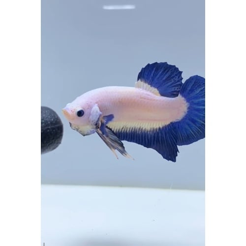 Blue Rim Plakat Betta Fish – Auction / Buy It Now