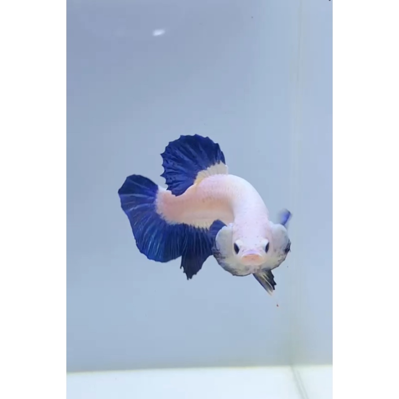 Blue Rim Plakat Betta Fish – Auction / Buy It Now