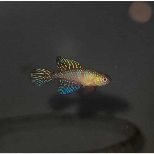 Hypsolebias splendissimus "Guanambi" AAGSS 02/22
