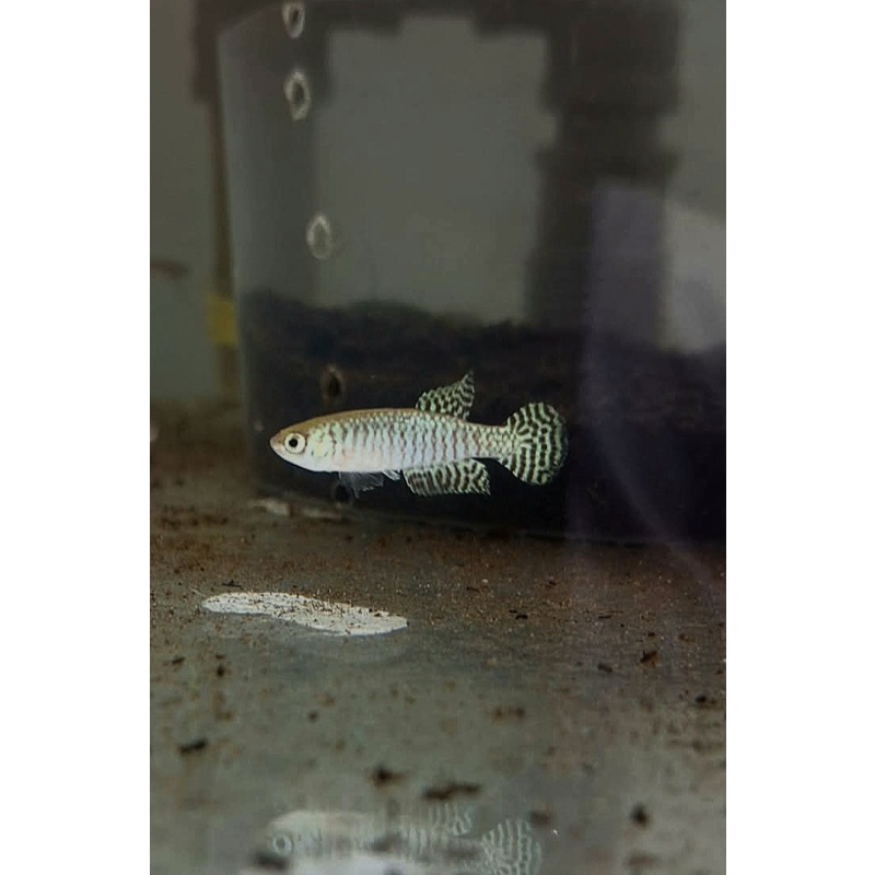 Notholebias fractifasciatus "Cajueiro" BRMM 2023