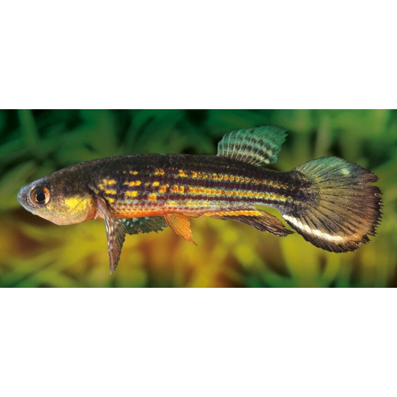 Neofundulus parvipinnis "Barão de Melgaço"