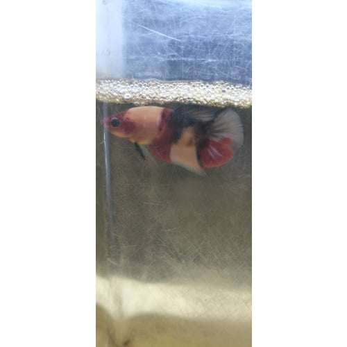 Multi betta