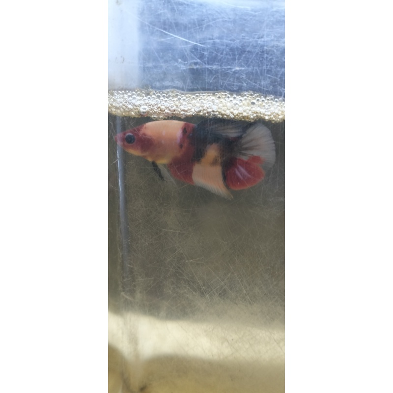 Multi betta
