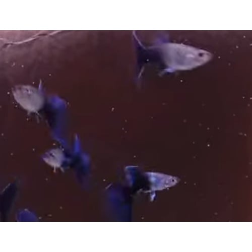 Guppy Hb blue 4