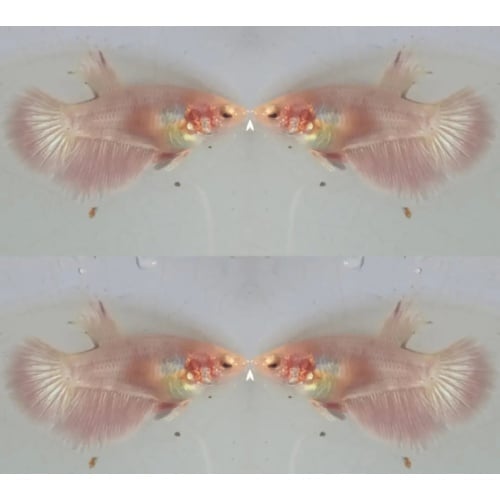 Female Pink