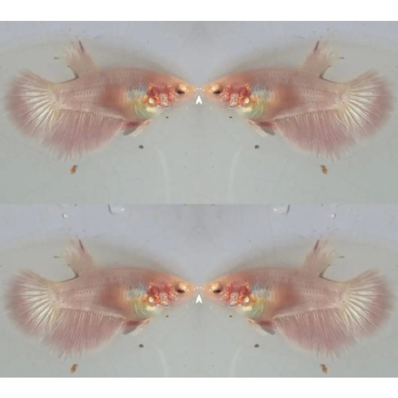 Female Pink