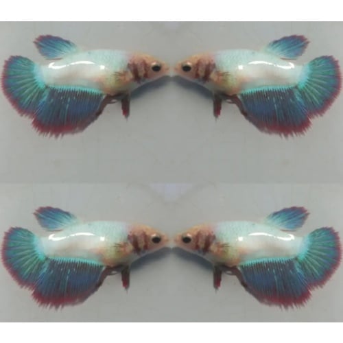 Female Unicorn