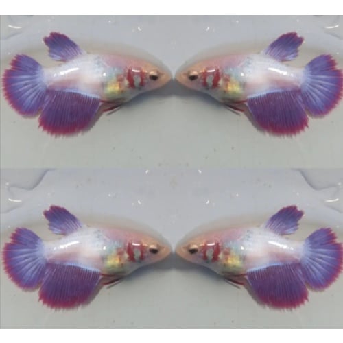 Female Purple
