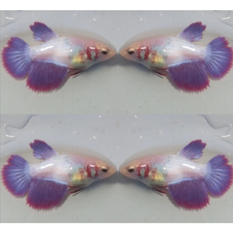 Female Purple