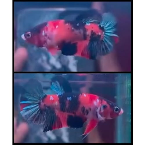 HMPK Female Nemo Copper 2