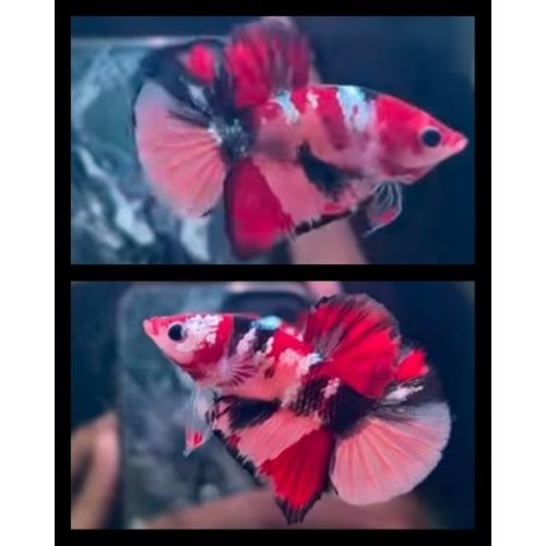 HMPK Nemo Copper