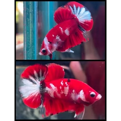 HMPK Red Koi Copper
