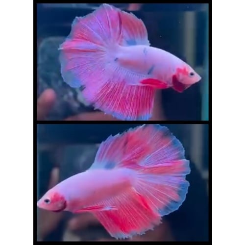 Halfmoon Pink