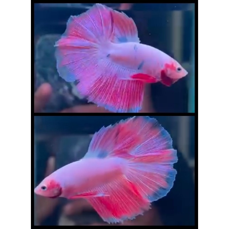 Halfmoon Pink