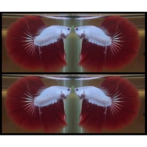 Halfmoon Red Dragon