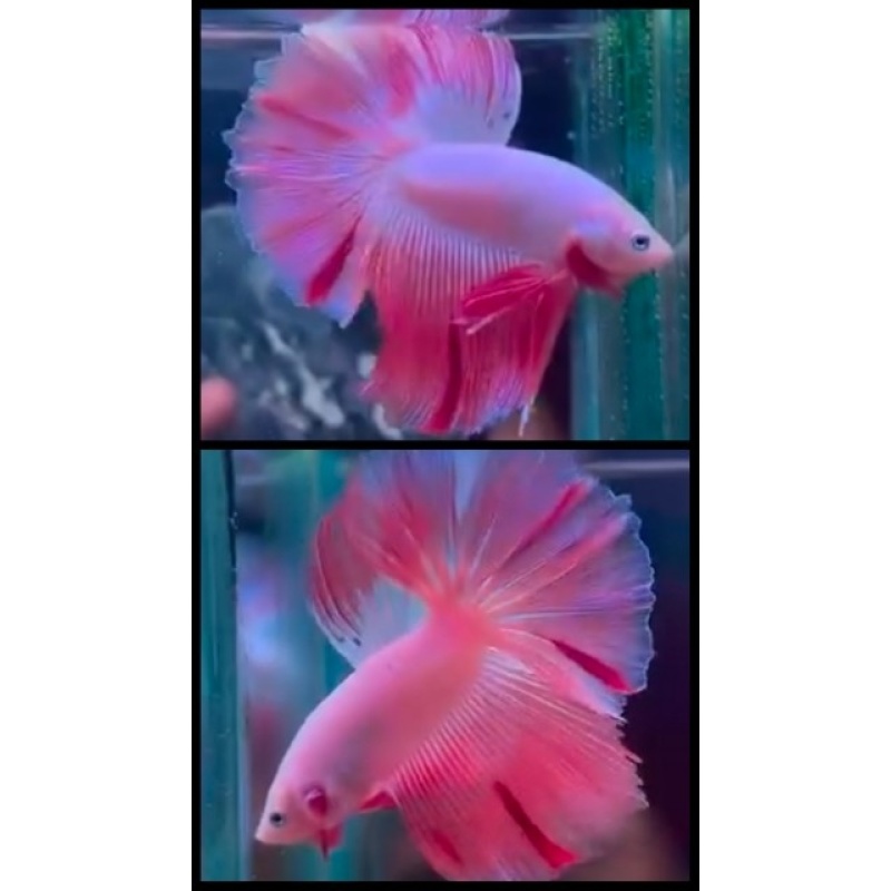 Halfmoon Pink Armageddon