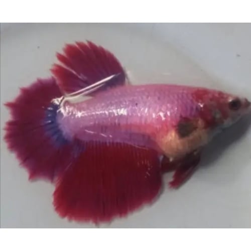 Halfmoon Female Red Purple