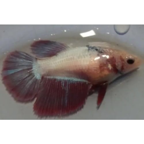 Halfmoon Female Rose Gold