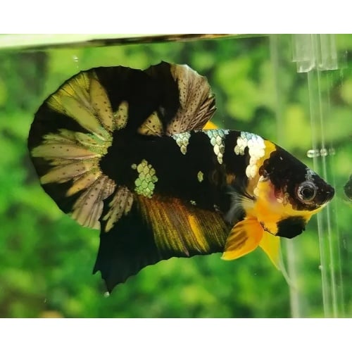 HMPK Yellow Koi Copper