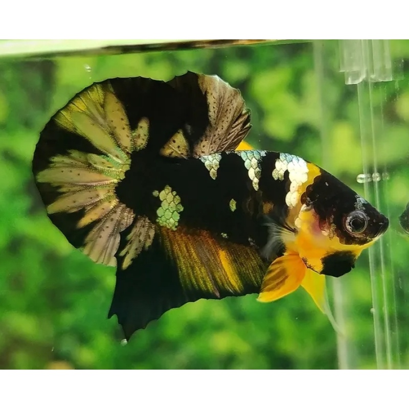 HMPK Yellow Koi Copper
