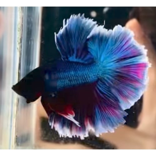 Halfmoon Rose Tail