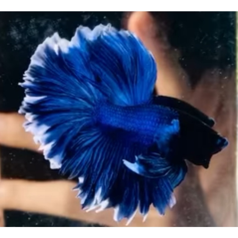 Halfmoon Blue White Rose Tail
